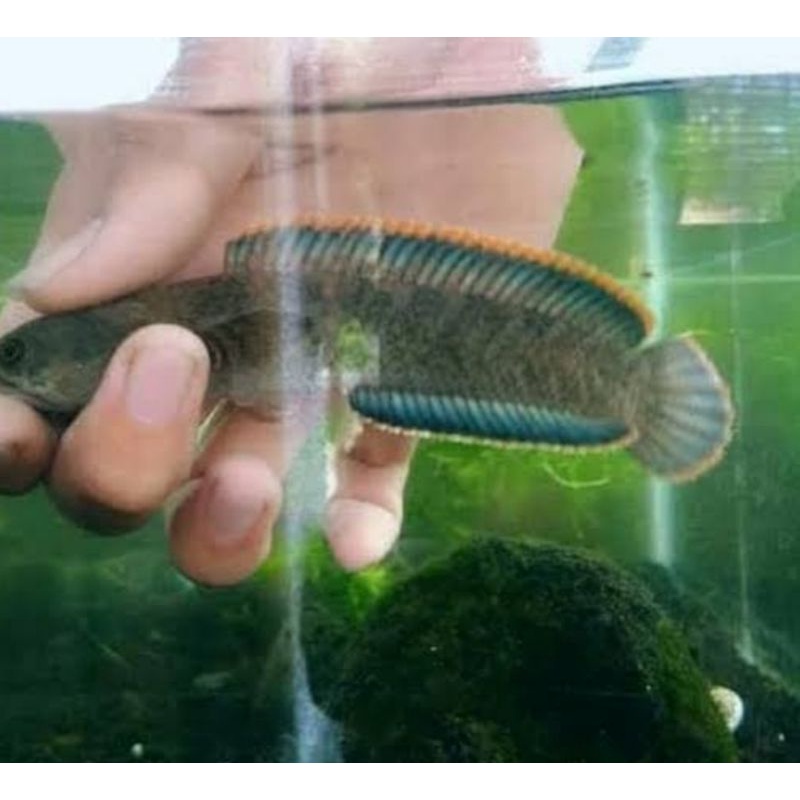 Channa limbata harga Si Ikan