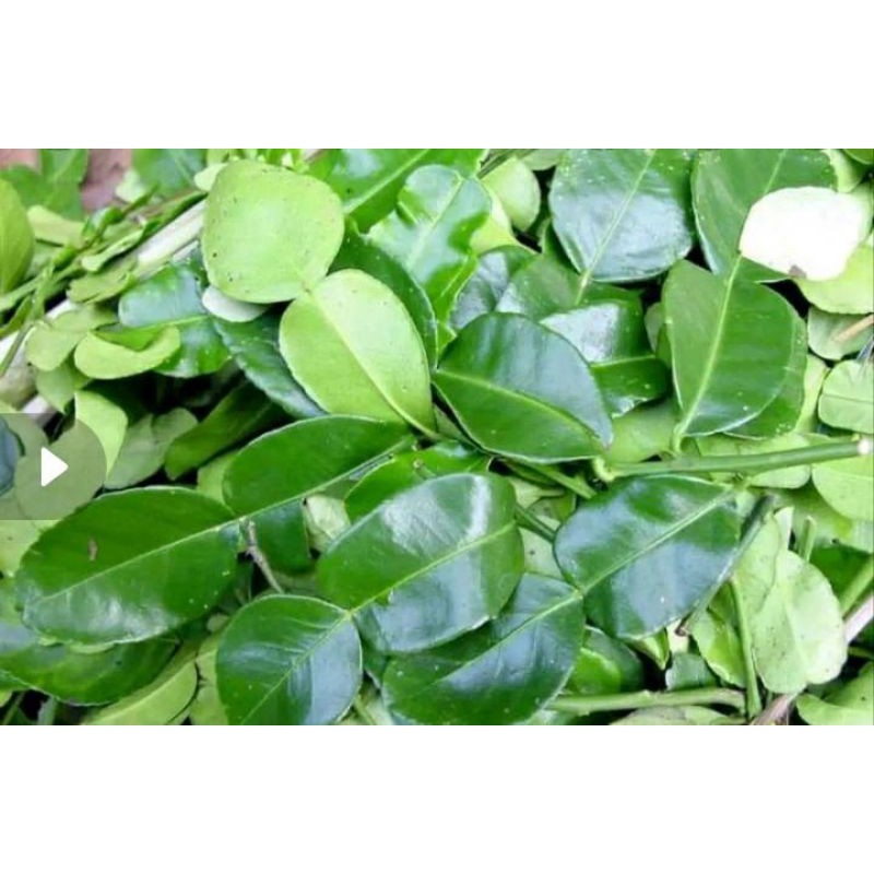 

daun jeruk Bali segar langsung petik.