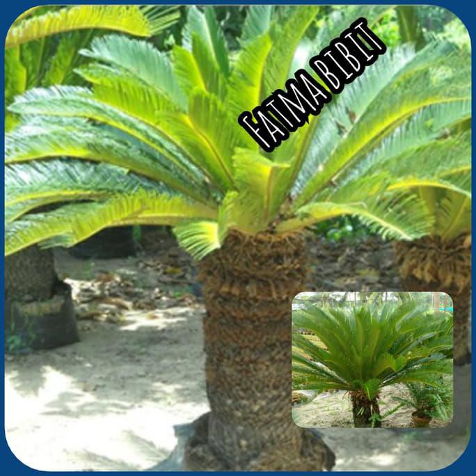 Bibit Tanaman Buah Juwet Putih Berbuah