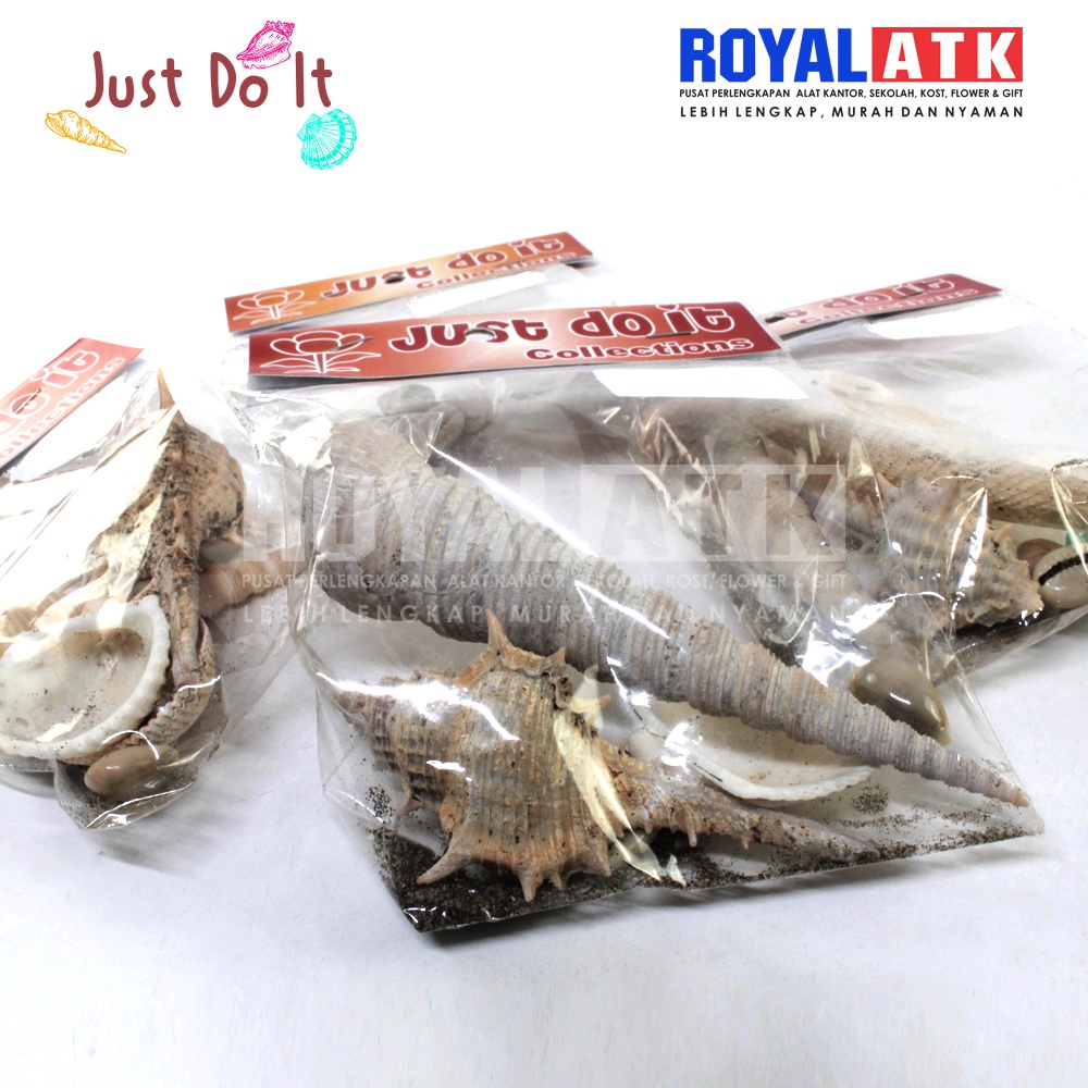 Cangkang Kerang dan keong untuk kerajinan