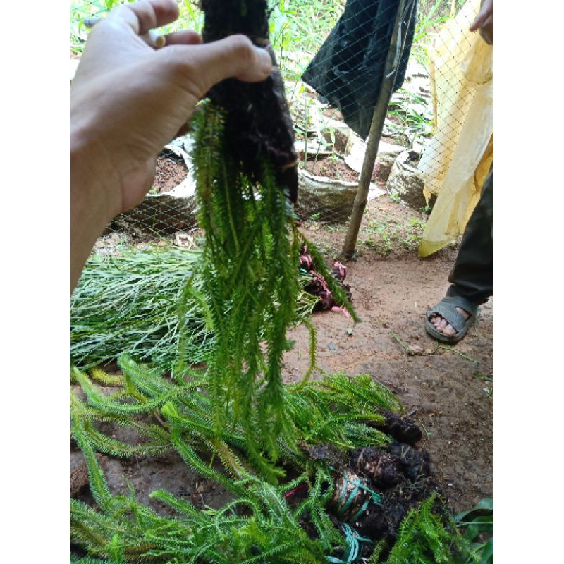 kumpai ekor tikus cantik