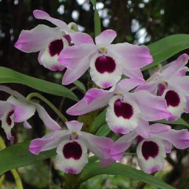 anggrek dendrobium nobile dewasa