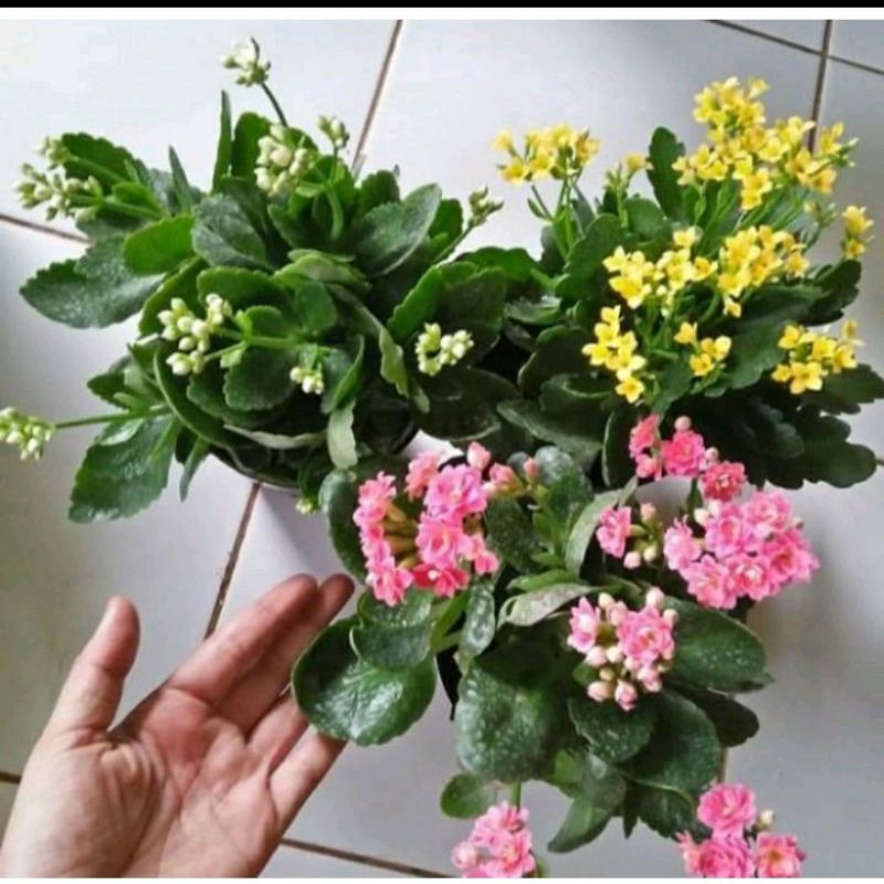 3 paket tanaman hias Cocor Bebek