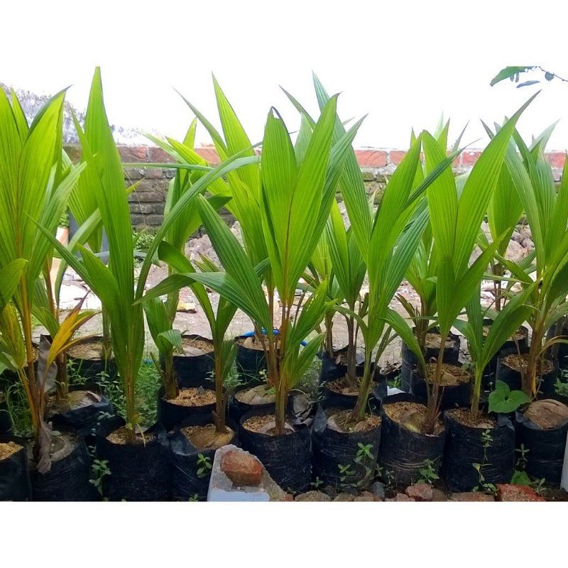 Bibit Kelapa Pandan Wangi Asli Bisa Cod