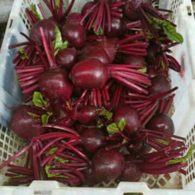Jual Buah bit segar 1 kg bitroot | beetroot berkualitas | Shopee Indonesia