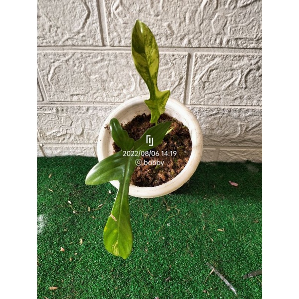 philodendron Florida beauty varigata