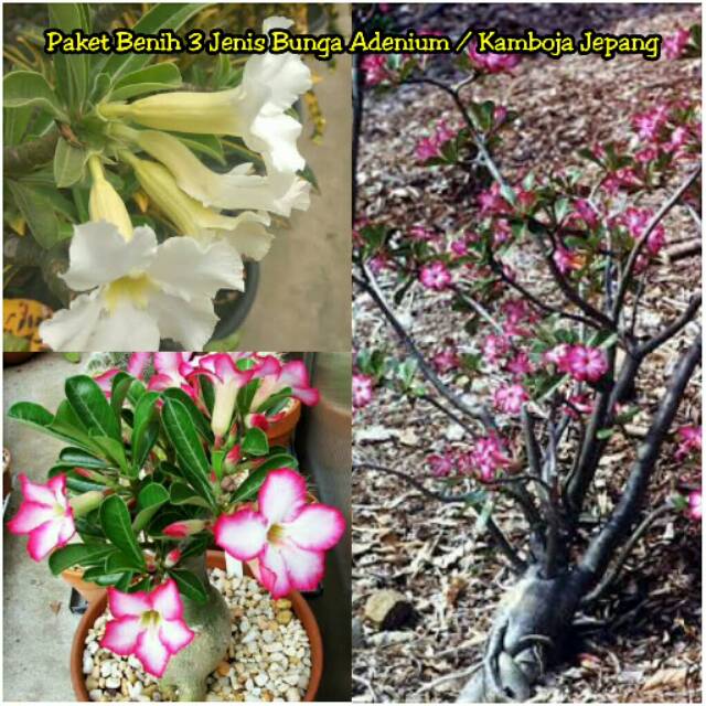 [ Termurah ] Paket Benih - Biji - Bibit - Seed 3 Jenis Bunga Adenium - Bunga Kamboja Jepang-0