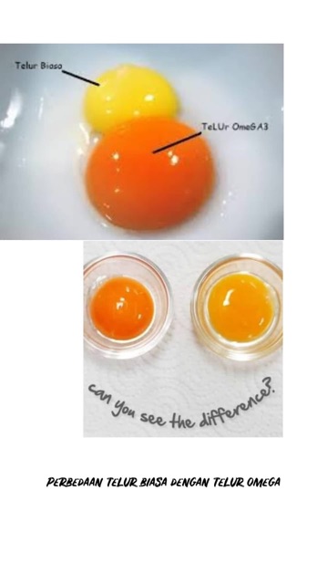 Dan telur perbedaan telur biasa omega Perbedaan Telur