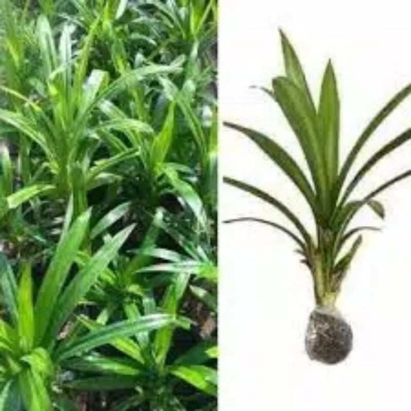 

PANDAN WANGI#Pandan