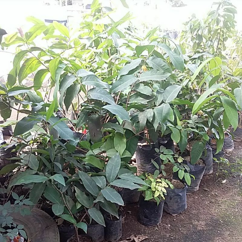 

bibit jambu madu jeli