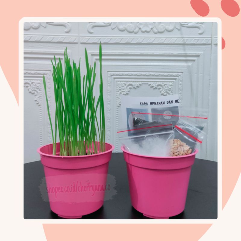 Cat Grass/Tanaman Kucing Paket Lengkap DIY