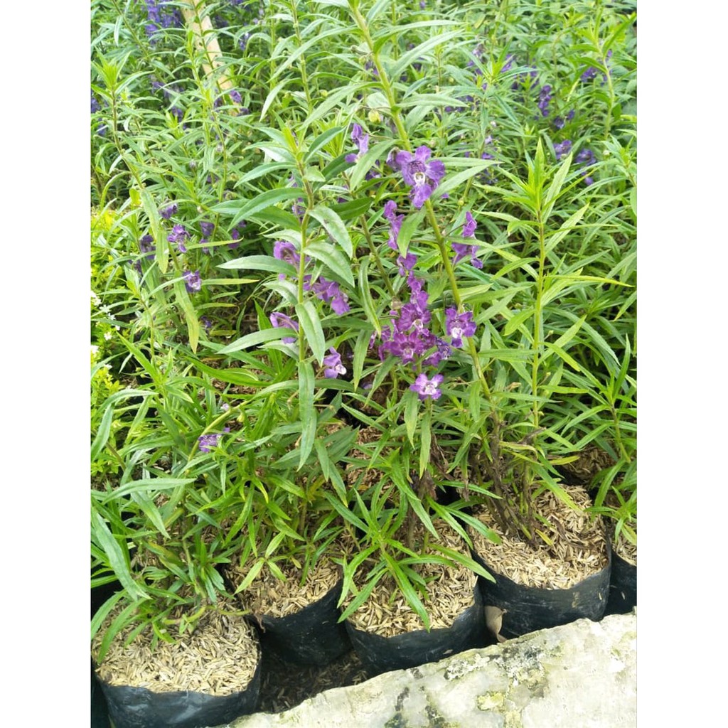 Bibit Tanaman Lavender Wangi Pengusir Nyamuk