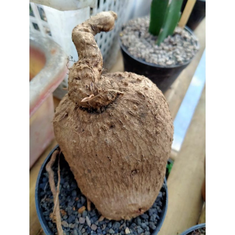 stephania venosa caudex