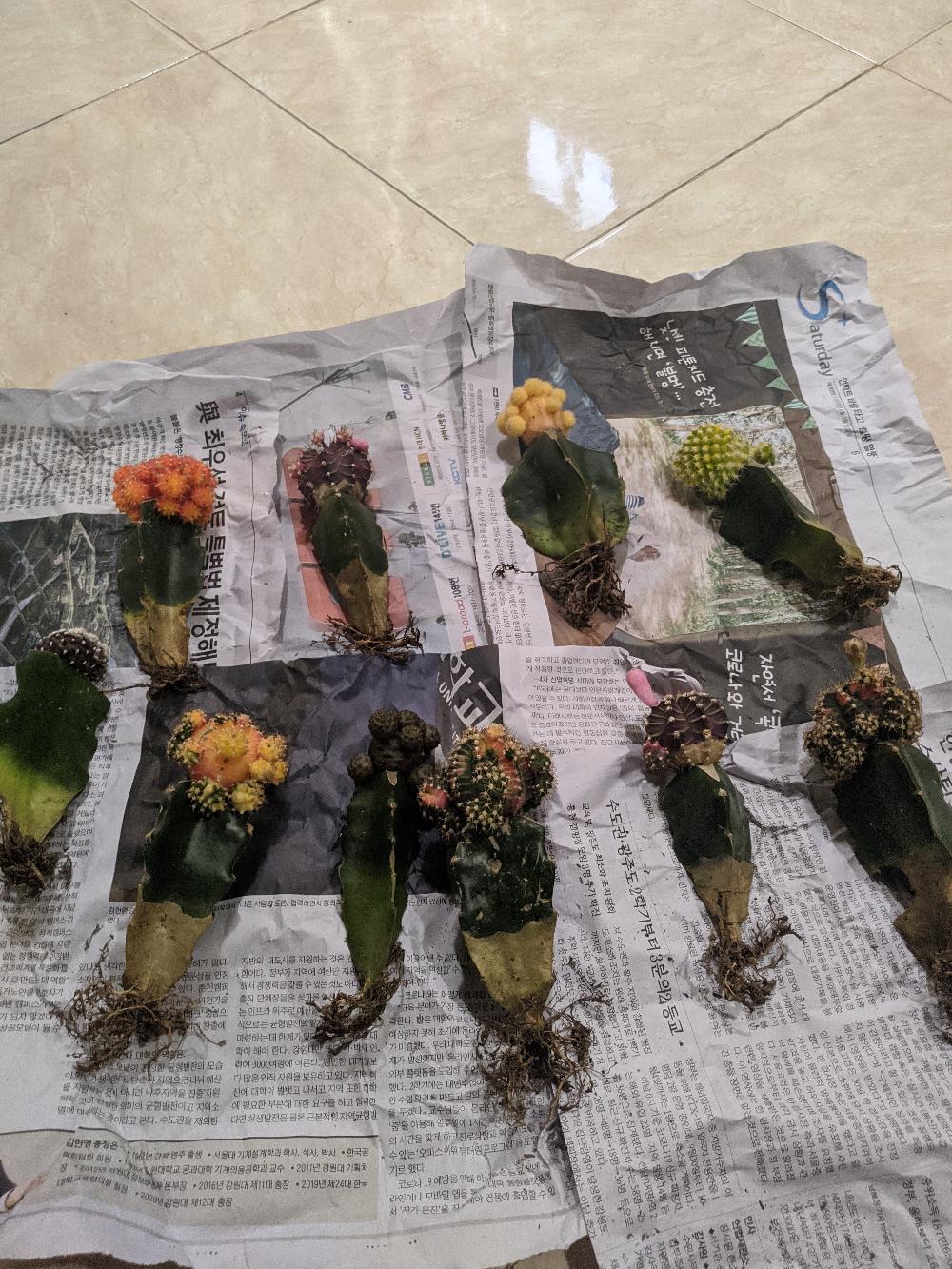 Kaktus Gymno Paket Sultan Dipot 10cm