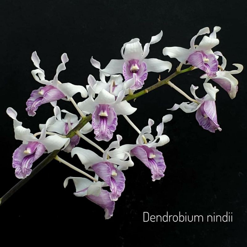 anggrek spesies dendrobium nindii