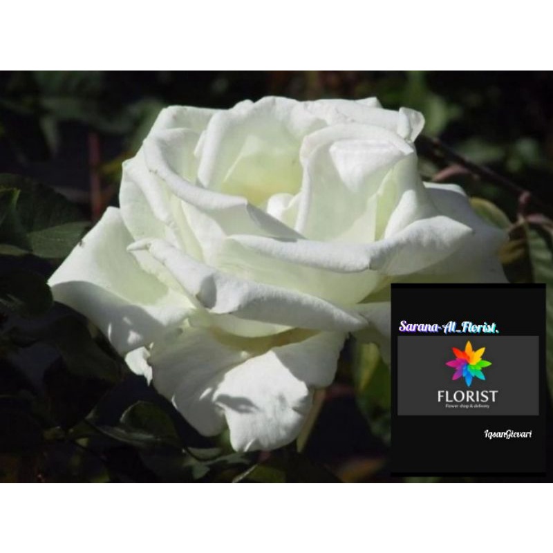 Bibit mawar Mega putih/proud kampung super wangi