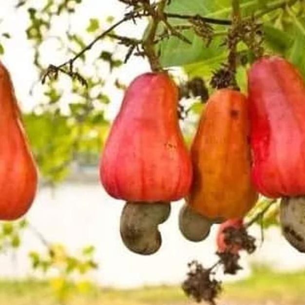 Menakjubkan 16 Gambar  Buah Jambu  Monyet  Gani Gambar 