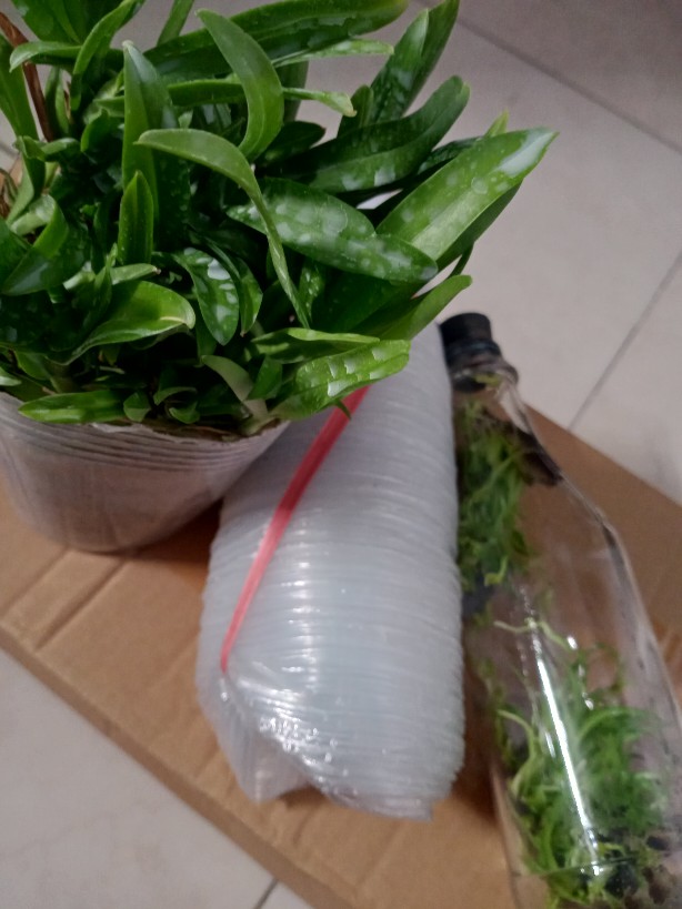 Kompot Dendrobium Hybrid Mlintir