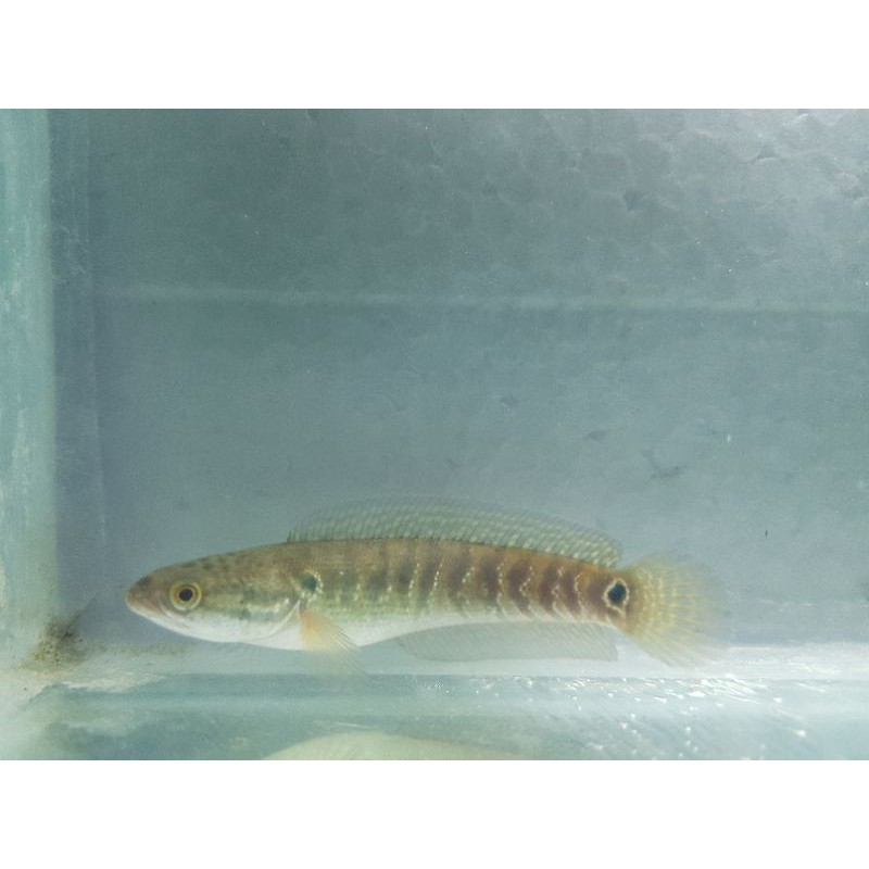 channa asiatica white spot pure