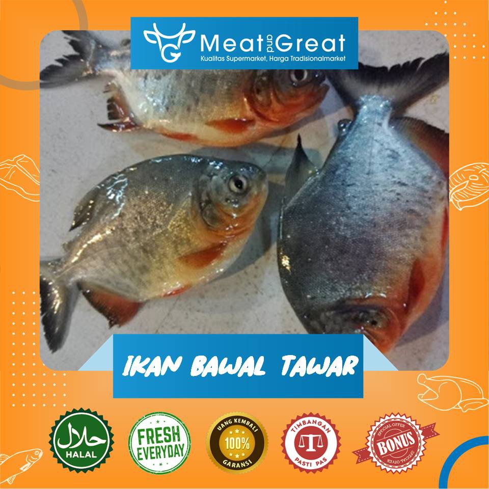 

Ikan Bawal Tawar Segar 1 kg & 500gr