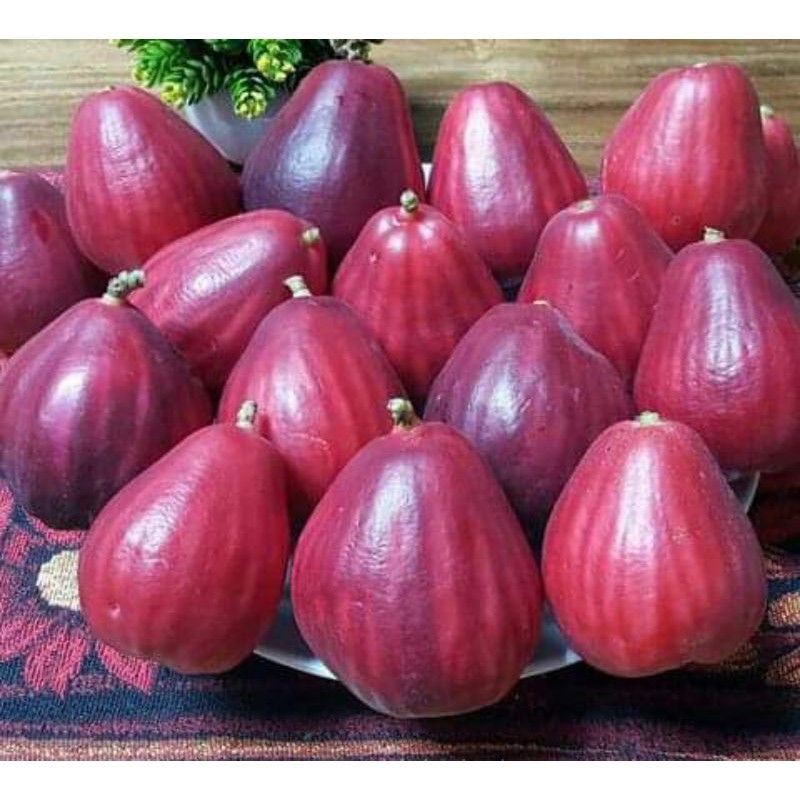 

JAMBU JAMAIKA/JAMBU BOOL