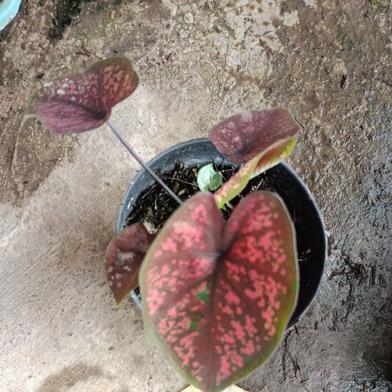 caladium seven luck
