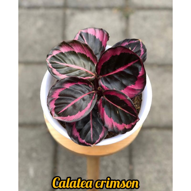 CALATEA CRIMSON || CALATEA CRIMSON REMAJA DAUN 5-7