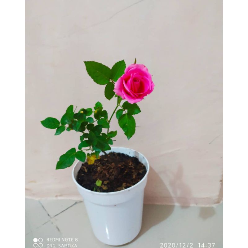 BUNGA ROSE MAWAR SUPER GRADE (WARNA PINK) | TERMURAH