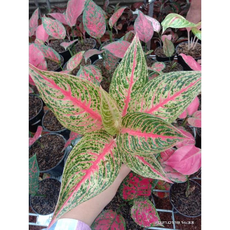 aglonema legacy merah
