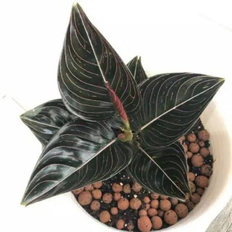 Aglonema Rotundum Aceh Dewasa Dua Daun