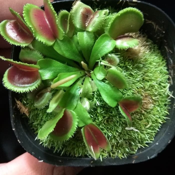 Tanaman Karnivora/Venus Flytrap Sawtooth