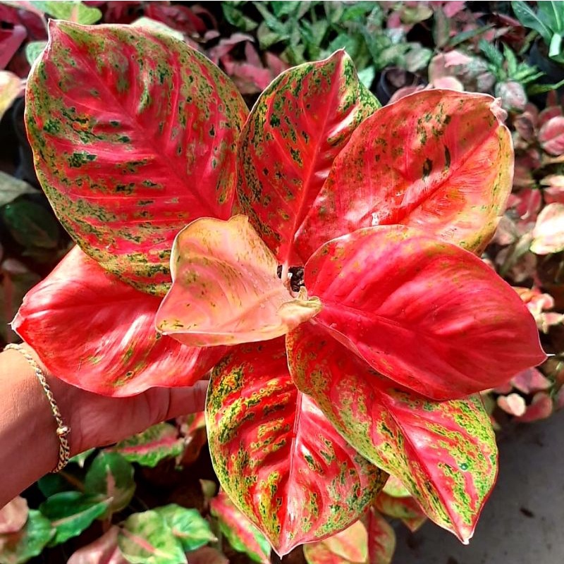 Tanaman Hias Aglonema Wulandari Full Mutasi Mewah Remaja Perfect | Aglonema Wulandari Original Kuali