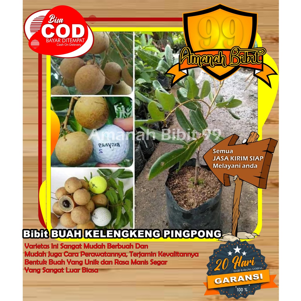 Bibit Kelengkeng Pingpong SUPER OKULASI