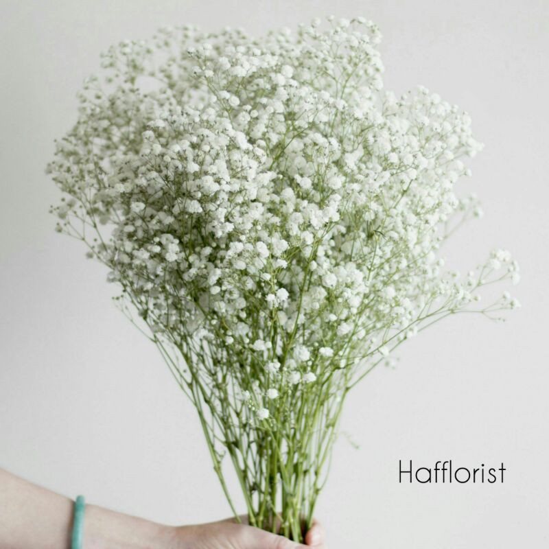 Baby Breath Asli Fresh Perbungkus Impor / Bunga Gypsophila Fresh