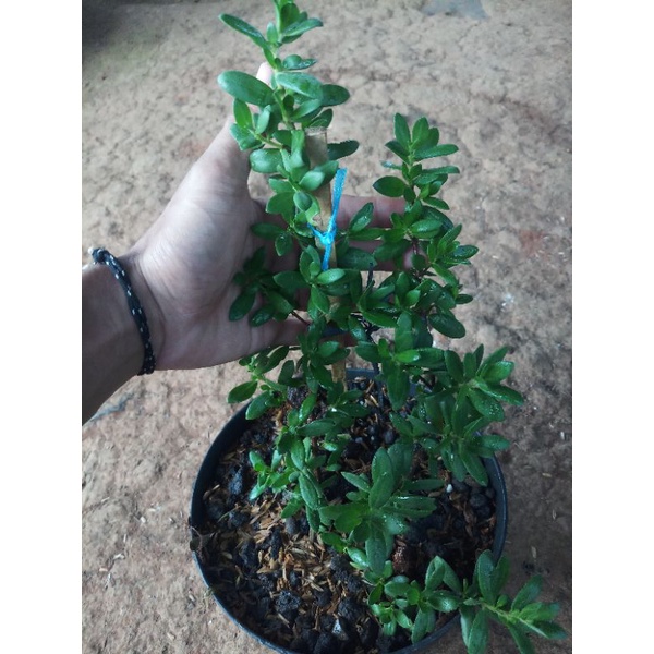 santigi mawar super bahan bonsia hasil cangkok