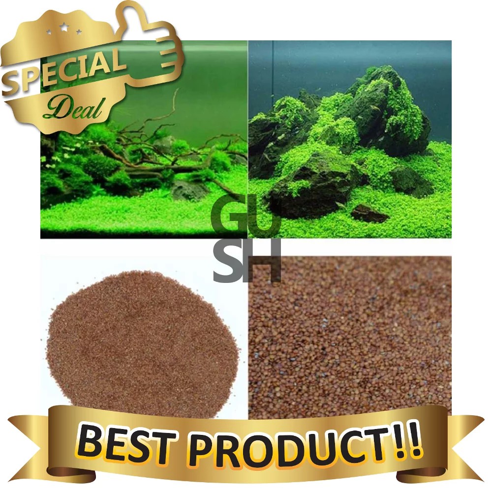 Bibit Rumput Air Dekorasi Aquarium - Carpet Seed Aquascape - Bibit Rumput Aquascape
