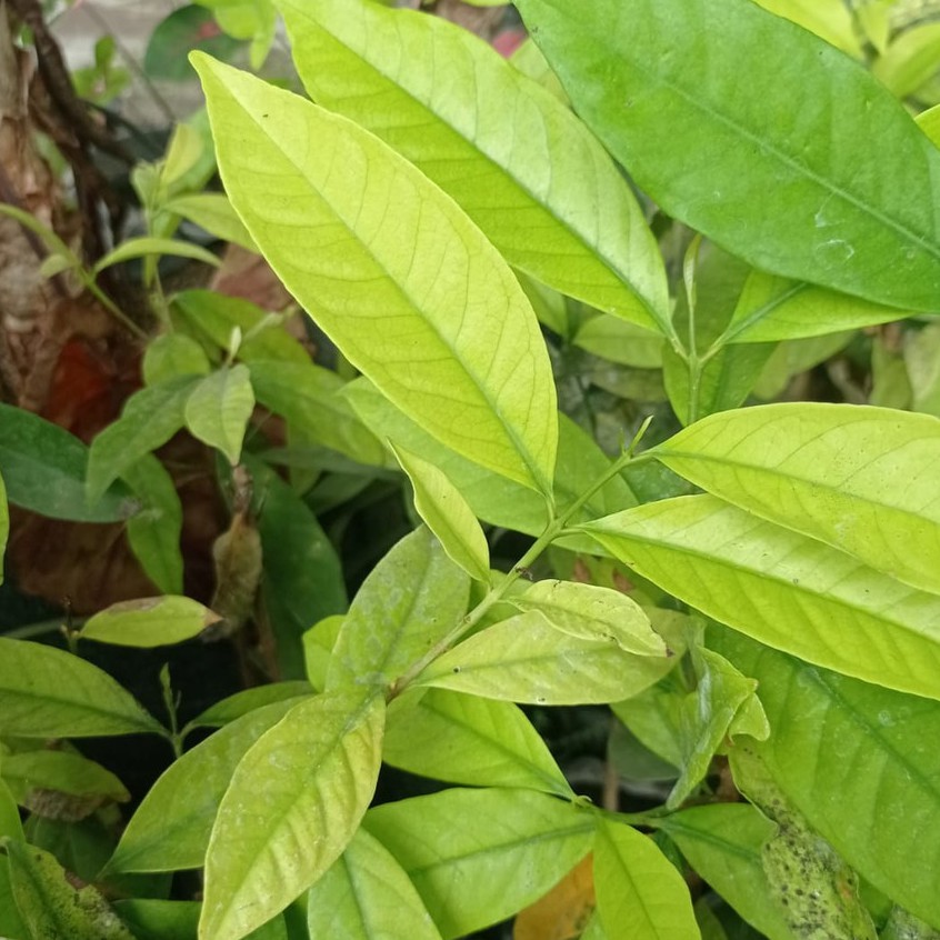 Bibit Tanaman Daun salam Pengharum Masakan Bumbu Rempah