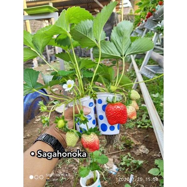 bibit strawberry sagahonoka