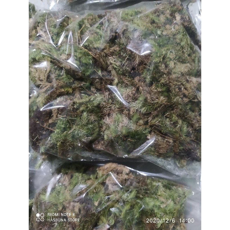 Spagnum Moss. Moss Hutan. Moss Lokal media tanam 100gram