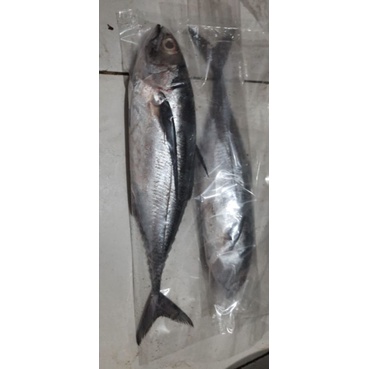 Ikan Selikor Kulit Keras Fresh Bulan Frozen Shopee Indonesia