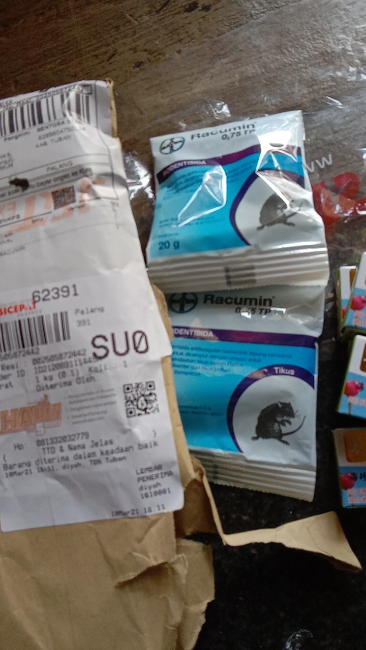 [obat Tikus] Racun Tikus Racumin Mati Kering Sistemik