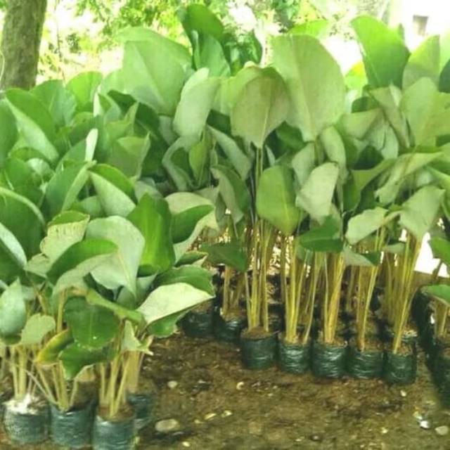 Tanaman hias pisang kalatea 1meter-calathea pisang - tukang tanaman hias