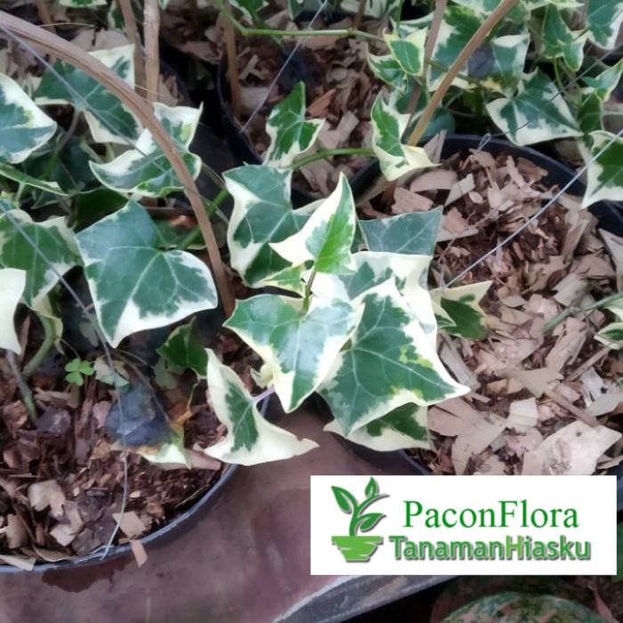 tanaman hias ivy English varigata - tanaman rambat - ivy gantung