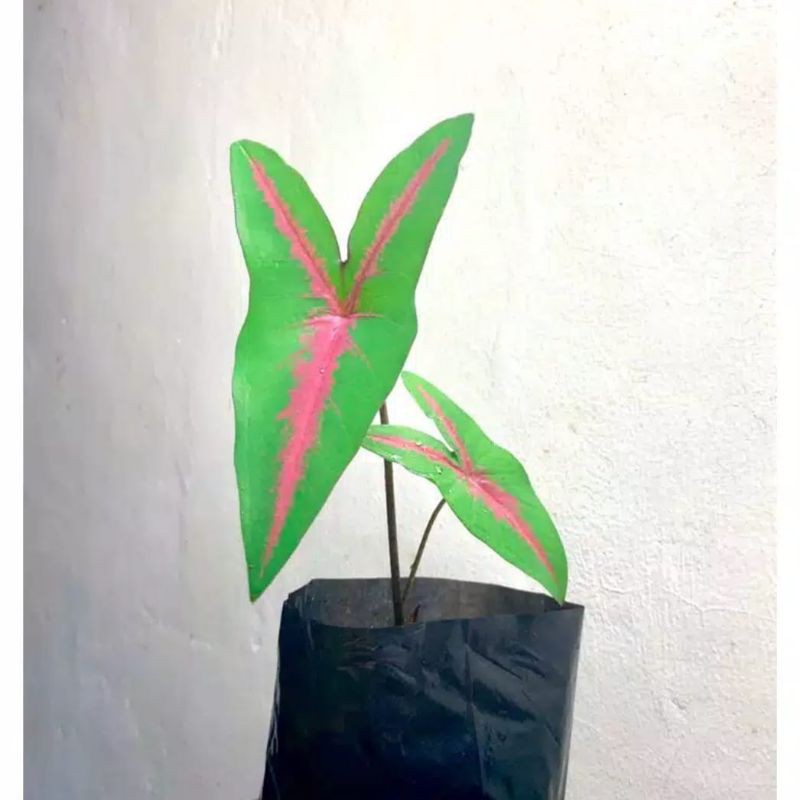 tanaman hias keladi pink rabbit - keladi - pink rabbit