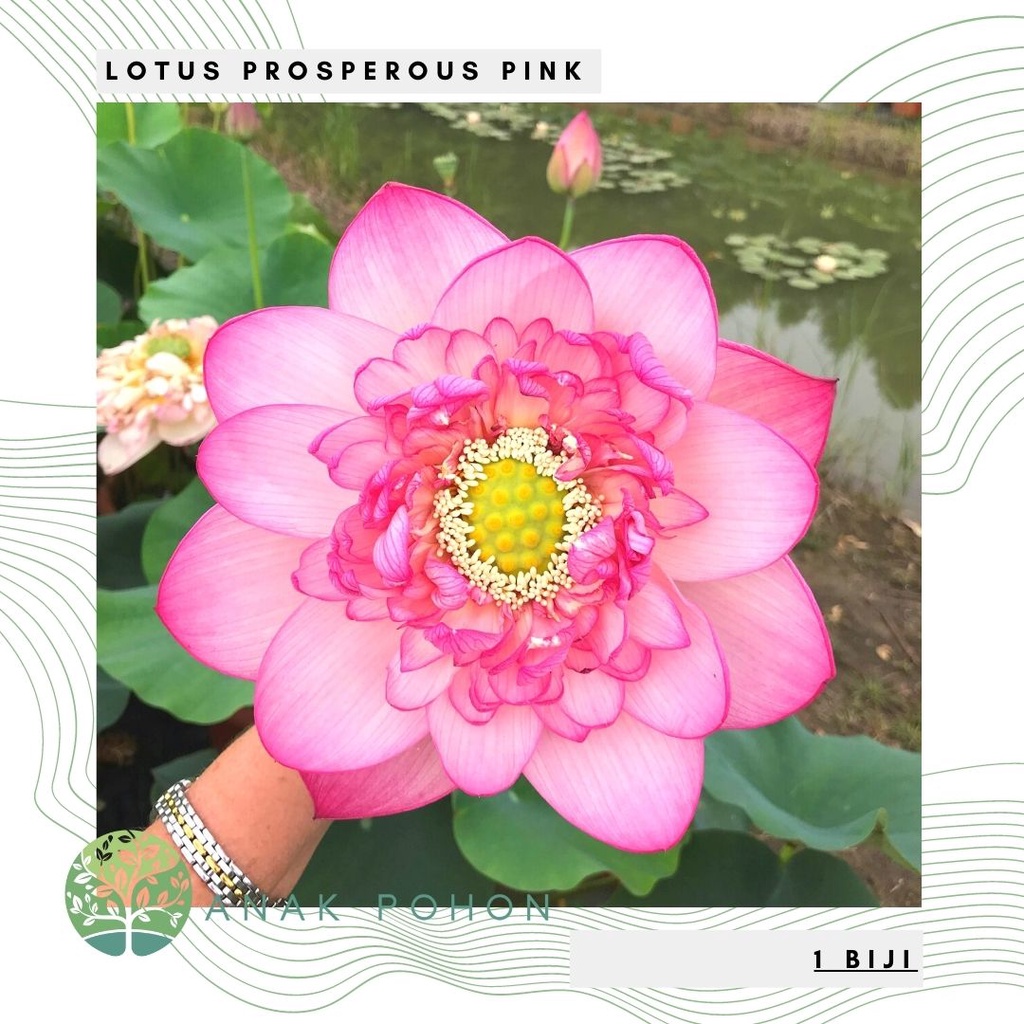 Benih Bibit Biji - Bunga Lotus PROSPEROUS PINK Tanaman Air Seroja Teratai Flower Seeds - IMPORT