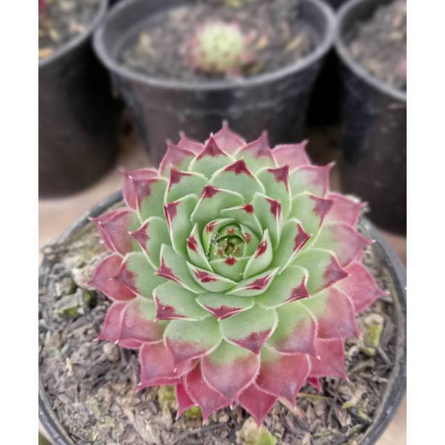Sukulen sempervivum merah