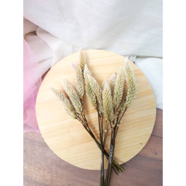 Boroco grass / Bunga bayam kering / bunga kering / rumput kering