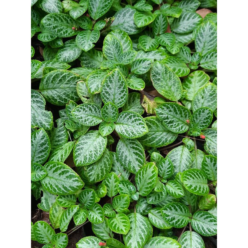 Tanaman Gantung Episcia Mutiara