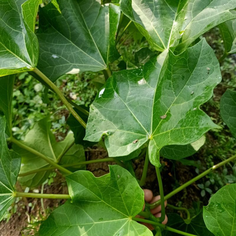 

Daun jarak segar