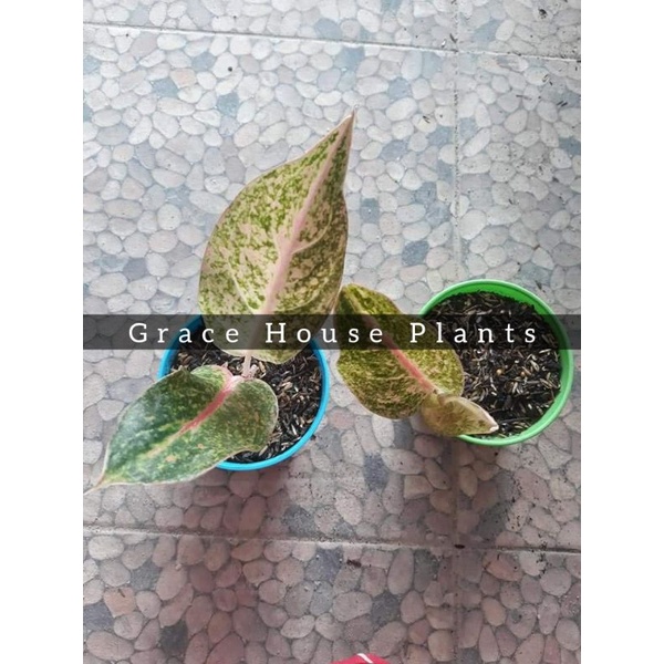 Aglonema tiara Anakan